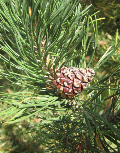 Iberische Kiefer 40 - 50cm