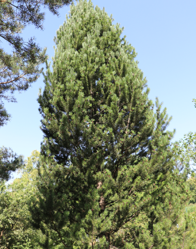 Iberische Kiefer 40 - 50cm