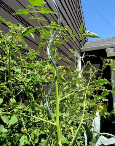 Tomatenspirale 180cm