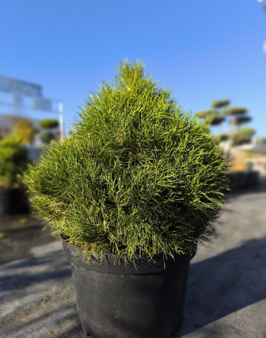 Iberische Kiefer 40 - 50cm