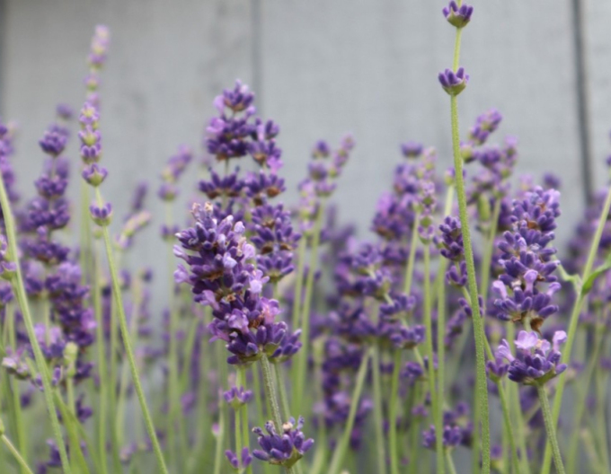 Lavendel schmalblättrig Munstead