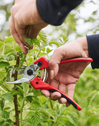 FELCO 171M Schere + FELCO 902 Schleifmaschine
