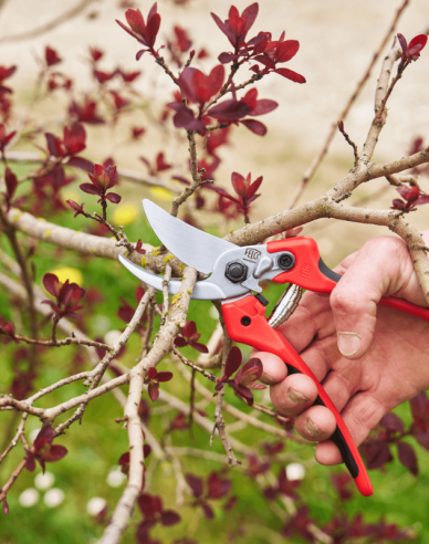 FELCO 171L Schere + FELCO 902 Schleifmaschine