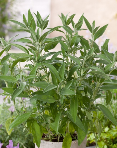 Muskatellersalbei ´Ananas´