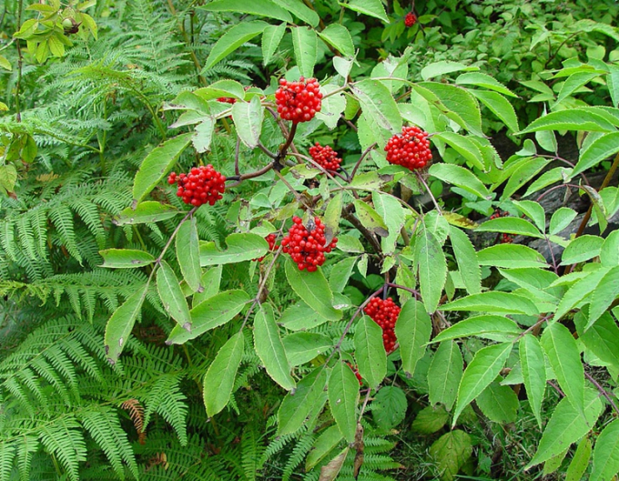 Roter Holunder (Sambukus racemosa)