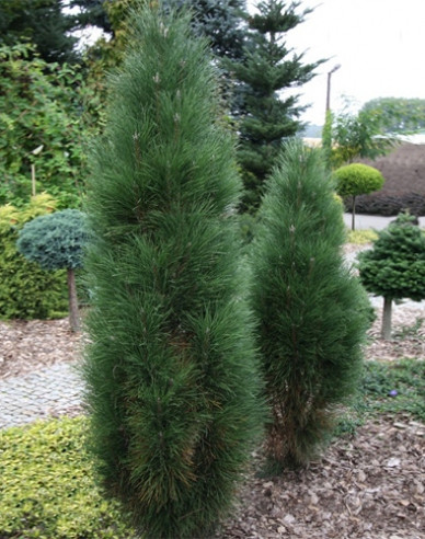 Schwarzkiefer  Zimmer II  - Stämmchen