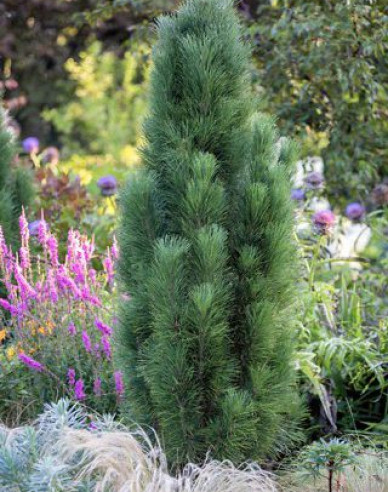 Schwarzkiefer  Zimmer II  - Stämmchen