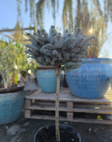 Fichte ´Glauca Globosa´ Stämmchen