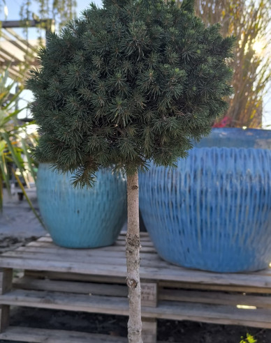 Fichte Tompa - Stämmchen