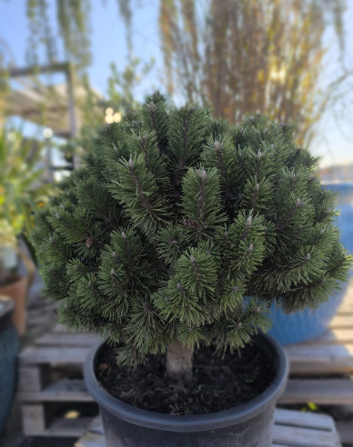 Bergkiefer Caravanek