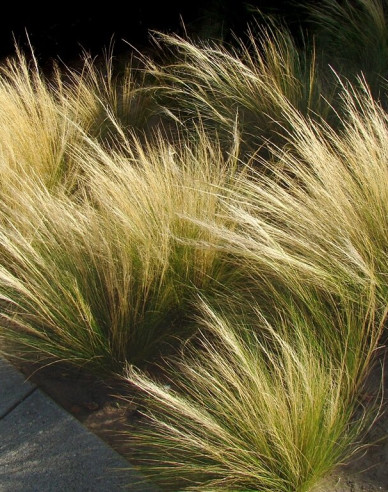 Federgras ´Pony Tails´