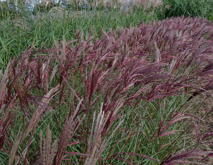 Chinaschilf Red Chief