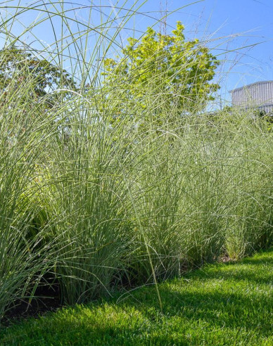 Chinaschilf Morning Light