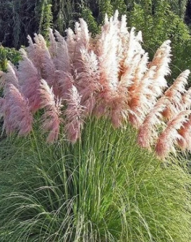 Pampasgras - Cortaderia  Rosea