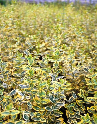 Euonymus fortunei "EMERALD und GOLD"