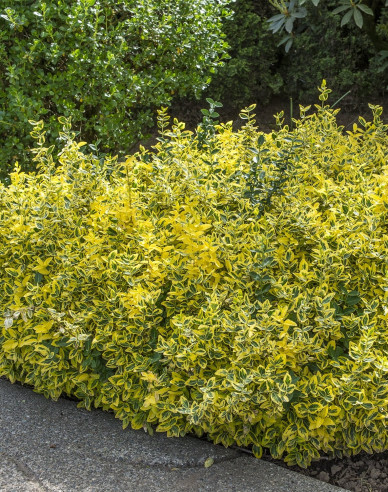 Euonymus fortunei "EMERALD und GOLD"