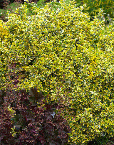 Euonymus fortunei "EMERALD und GOLD"