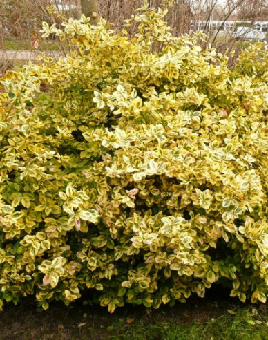 Euonymus fortunei "EMERALD und GOLD"