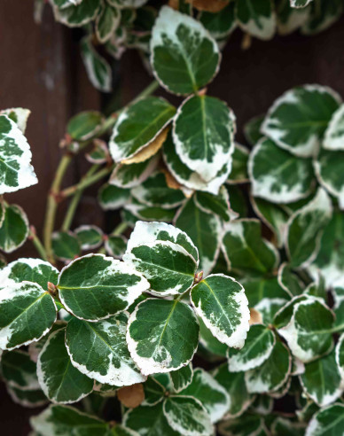 Euonymus fortunei "EMERALD GAIETY"