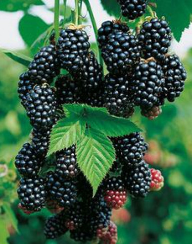 Brombeere "Black Satin"