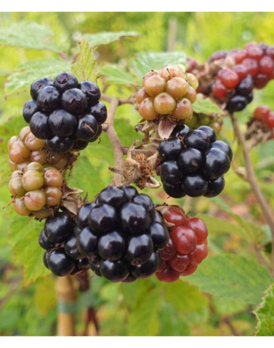 Brombeere "Black Satin"