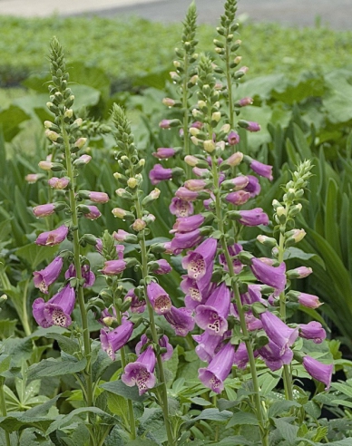 Fingerhutbeere Dalmatiner Mix