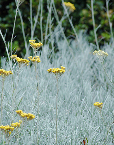 Currykraut (Italienische Strohblume)