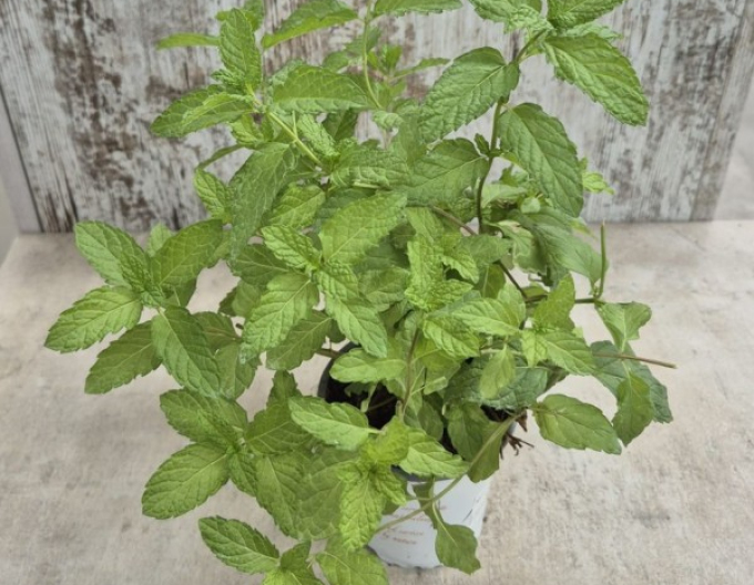 Minze Hierbabuena