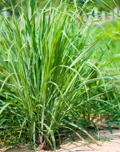 Zitronengras Tasty lemon