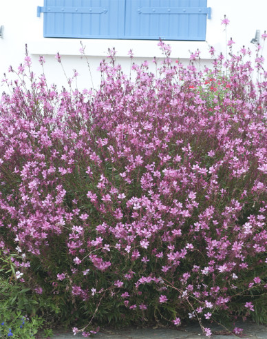 Gaura Siskiyou Rosa