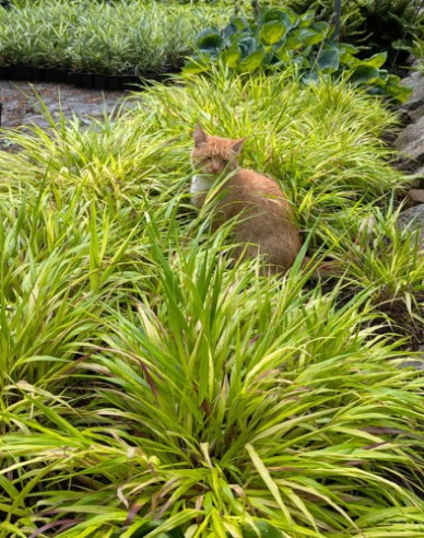 Japanisches Berggras Sunflare