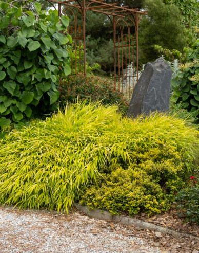 Japanisches Berggras Sunflare