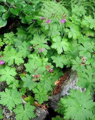 Balkan-Storchschnabel