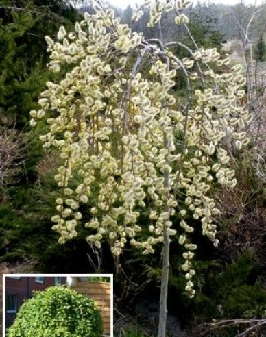 Hänge-Kätzchenweide  Kilmarnock - Stämmchen 120cm