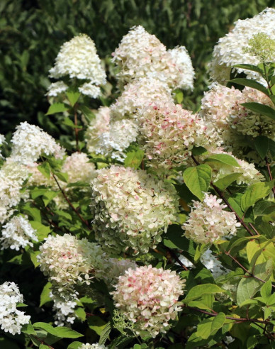 Rispenhortensie Limelight