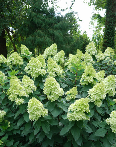 Rispenhortensie Limelight