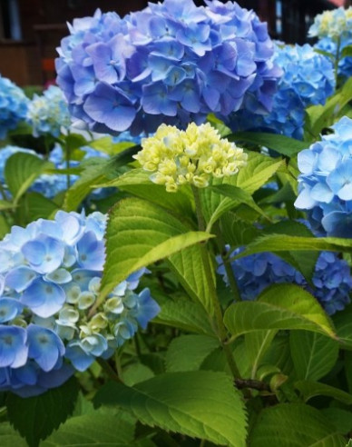 Hortensie großblättrig Nikko Blue