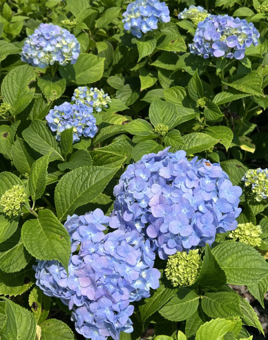 Hortensie großblättrig Nikko Blue
