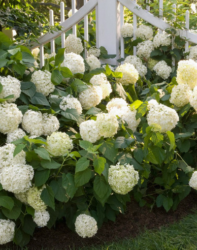 Garten-Hortensie Schneeball