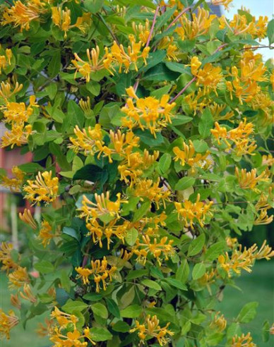 Gold-Geißschlinge tellmanniana