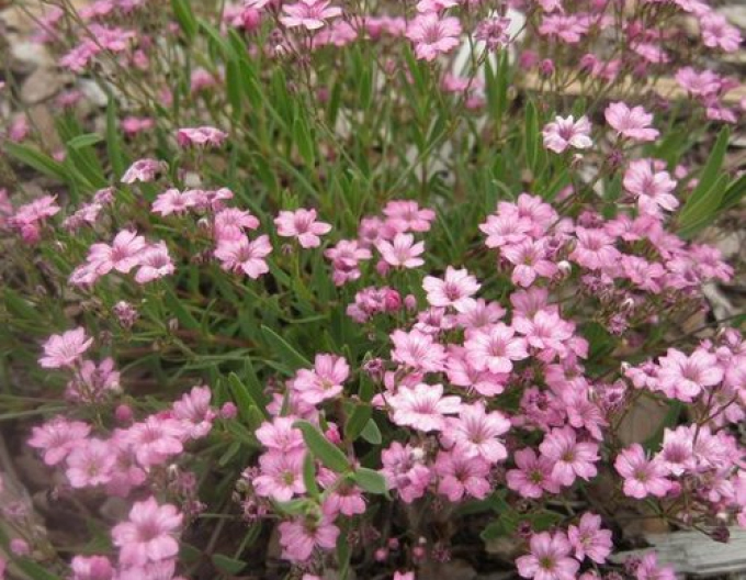 Schleierkraut " Filou Rose "