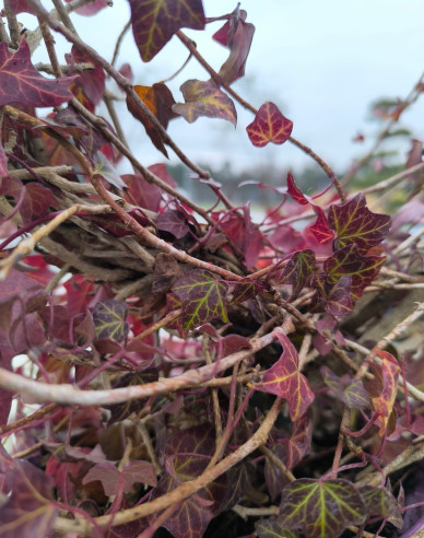 Efeu in Form eines Herzens