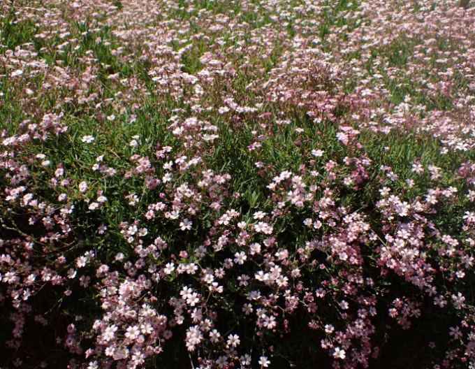 Schleierkraut " Filou Rose "