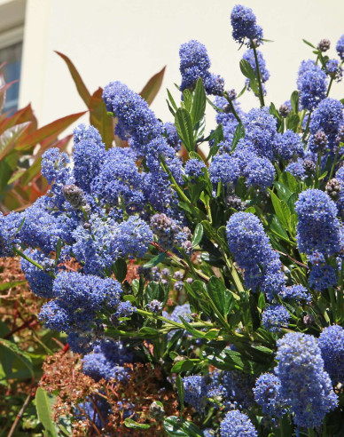 Säckelblume - Ceanothus ´Julia Phelps´