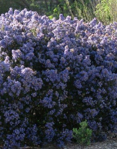 Säckelblume - Ceanothus ´Julia Phelps´