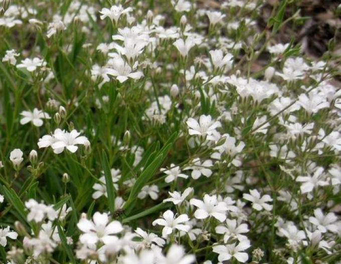 Gipskraut Filou White