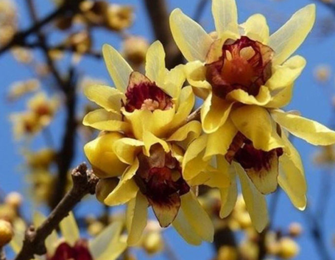 Winterblüte - Chimonanthus praecox