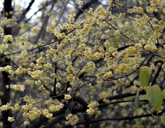 Winterblüte - Chimonanthus praecox