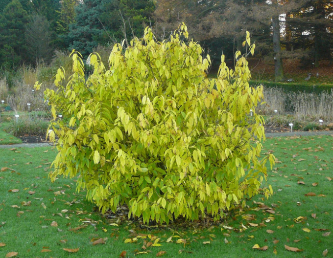 Winterblüte - Chimonanthus praecox