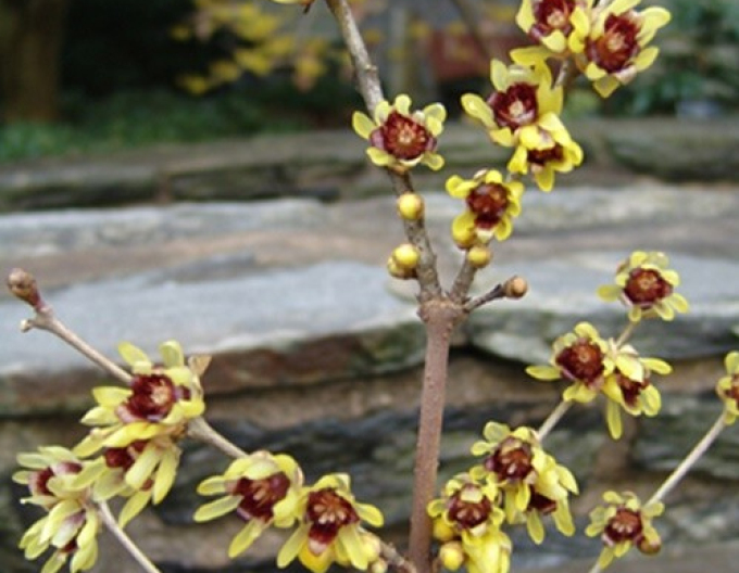 Winterblüte - Chimonanthus praecox
